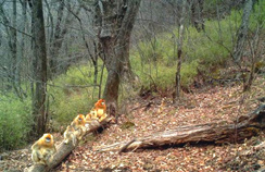 【西安生态日】首个“西安生态日”启动 秦岭生态环境；ひ刈